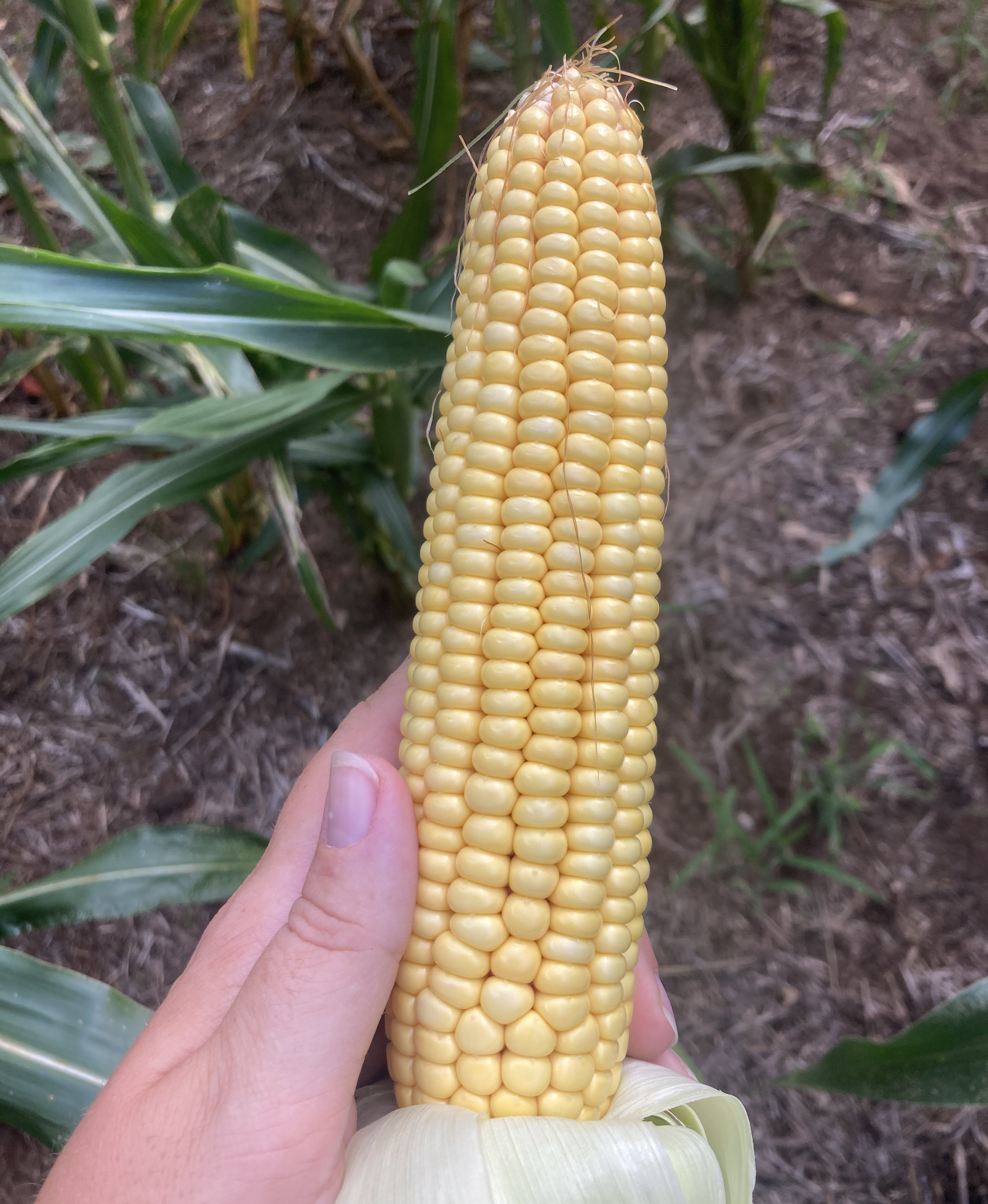 An ear of corn with yellow kernels. 